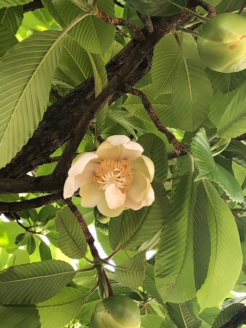 Singapore version of Magnolia