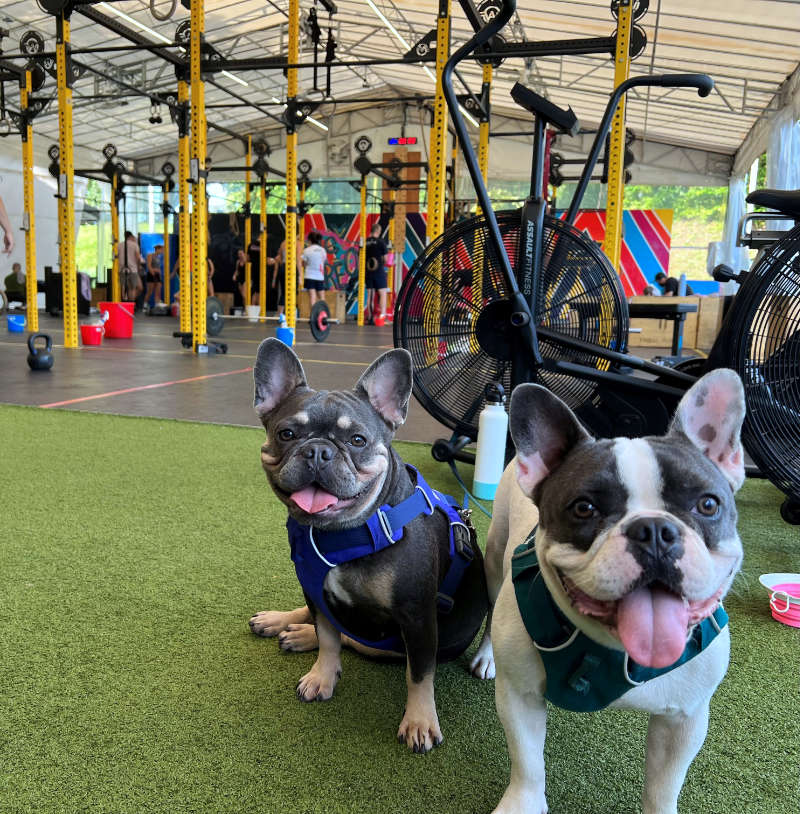 two dogs in front of a gym